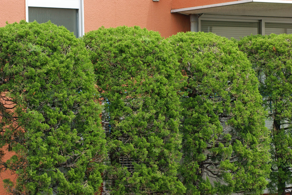 植木の手入れ